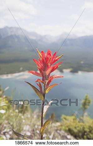 paintbrush (castilleja linariifolia), kananaskis, alberta, canada View Large Photo Image Picture - paintbrush (castilleja linariifolia), kananaskis, alberta, canada. Fotosearch