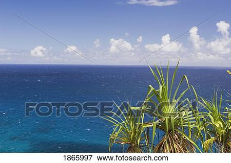Stock Photo - palm trees and pacific ocean, northern part of kauai, hawaii. Fotosearch