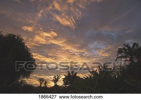 Stock Photo - palm trees at sunset, republic of costa rica. Fotosearch