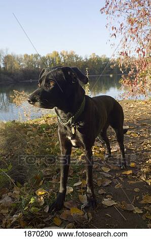 Stock Image - portland, oregon, united states of america; a dog on the shore of the river at oaks bottom. Fotosearch