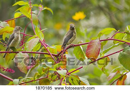 portland, oregon, united states of america; cedar waxwings (bombycilla cedrorum) in a poke root berry bush View Large Photo Image Stock Photography - portland, oregon, united states of america; cedar waxwings (bombycilla cedrorum) in a poke root berry bush. Fotosearch