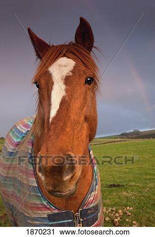 Stock Image - portrait of a horse with a rainbow in the sky. Fotosearch