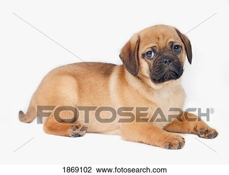 Stock Image - pug dog. Fotosearch