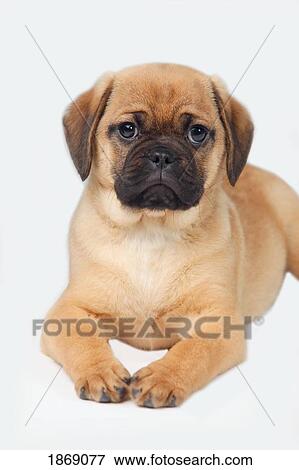 pug dog View Large Photo Image Stock Photo - pug dog. Fotosearch
