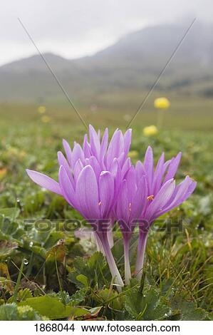 Picture - purple crocus in a mountain meadow, siusi allo sciliar, alto adige, italy. Fotosearch