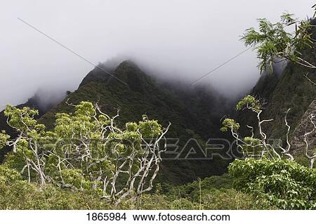 rainforest, maui, hawaii View Large Photo Image Picture - rainforest, maui, hawaii. Fotosearch