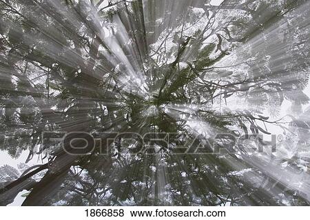 Stock Photo - rays of light through a tree. Fotosearch