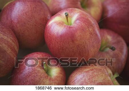 red apples View Large Photo Image Stock Photograph - red apples. Fotosearch