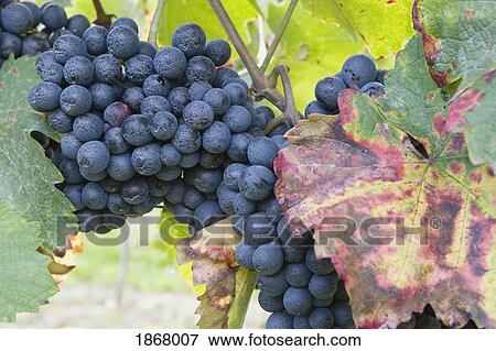 red grapes View Large Photo Image Stock Photo - red grapes. Fotosearch