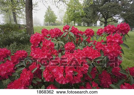 Stock Image - rhododendron, portland, oregon, usa. Fotosearch