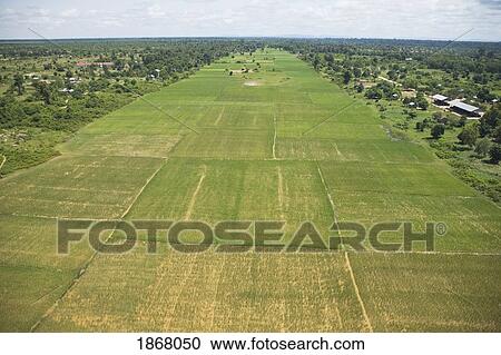 Stock Image - rice fields, siem reap, cambodia. Fotosearch