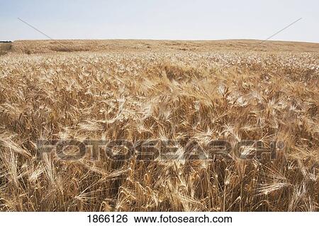 Ripe wheat field, Alberta, Canada View Large Photo Image Stock Photograph - Ripe wheat field, Alberta, Canada. Fotosearch
