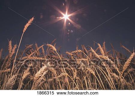 Ripe wheat under sun, Alberta, Canada View Large Photo Image Stock Photography - Ripe wheat under sun, Alberta, Canada. Fotosearch