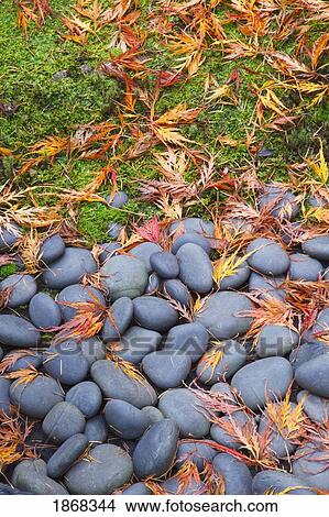 rocks and fallen leaves View Large Photo Image Picture - rocks and fallen leaves. Fotosearch