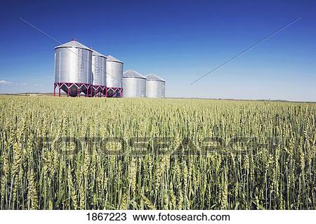 Row of metal grain bins in green wheat field, Alberta, Canada View Large Photo Image Stock Image - Row of metal grain bins in green wheat field, Alberta, Canada. Fotosearch