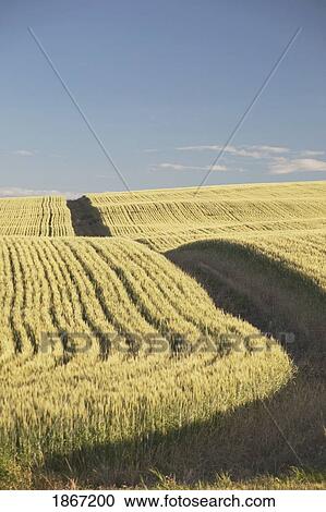 Rows of wheat in a field View Large Photo Image Stock Image - Rows of wheat in a field. Fotosearch