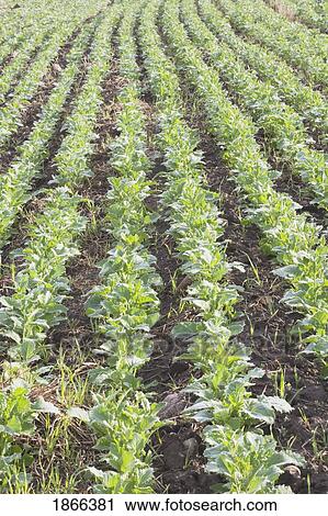 Stock Image - Rows of young canola plants, Alberta, Canada. Fotosearch