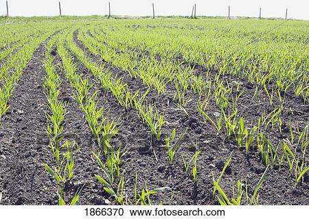 Rows of young grain plants, Alberta, Canada View Large Photo Image Stock Image - Rows of young grain plants, Alberta, Canada. Fotosearch