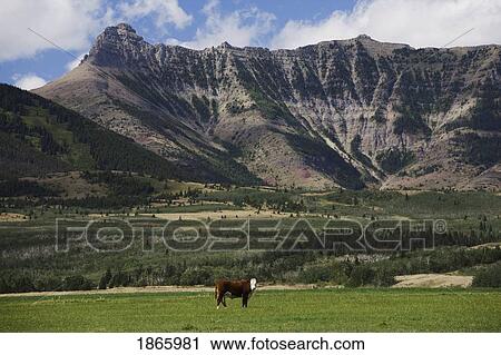 Single cattle in field, Alberta, Canada View Large Photo Image Stock Image - Single cattle in field, Alberta, Canada. Fotosearch