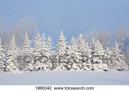 Snow-covered evergreens, Calgary, Alberta, Canada View Large Photo Image Stock Image - Snow-covered evergreens, Calgary, Alberta, Canada. Fotosearch