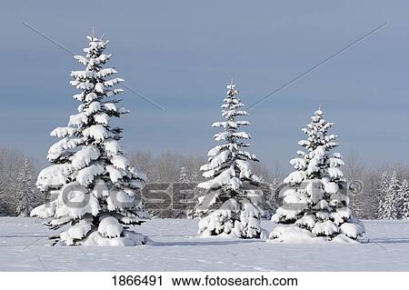 Snow covered trees View Large Photo Image Stock Image - Snow covered trees. Fotosearch
