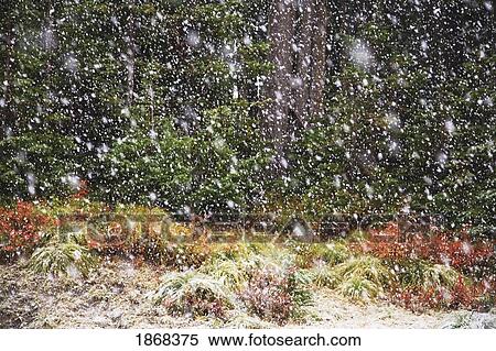 snow falling in a forest, oregon cascades, oregon, usa View Large Photo Image Stock Photography - snow falling in a forest, oregon cascades, oregon, usa. Fotosearch