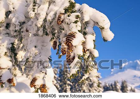 snow on a tree View Large Photo Image Stock Photograph - snow on a tree. Fotosearch