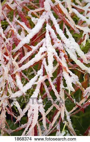 snow on leaves View Large Photo Image Picture - snow on leaves. Fotosearch
