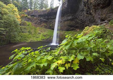 south silver falls, silver falls state park, oregon, usa View Large Photo Image Stock Image - south silver falls, silver falls state park, oregon, usa. Fotosearch