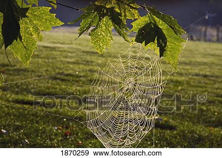 spider web in the morning dew View Large Photo Image Stock Photo - spider web in the morning dew. Fotosearch