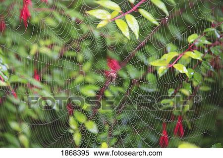 Stock Photography - spider web. Fotosearch