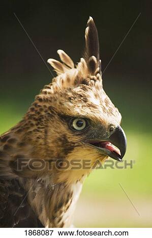 steppe eagle (aquila nipalensis), pokhara, nepal View Large Photo Image Stock Photo - steppe eagle (aquila nipalensis), pokhara, nepal. Fotosearch