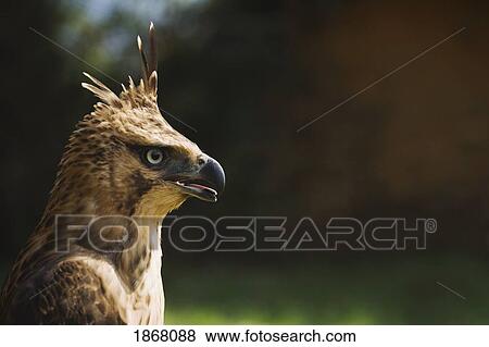 steppe eagle (aquila nipalensis), pokhara, nepal View Large Photo Image Stock Photo - steppe eagle (aquila nipalensis), pokhara, nepal. Fotosearch