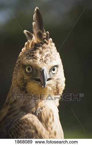 Stock Photo - steppe eagle (aquila nipalensis), pokhara, nepal. Fotosearch