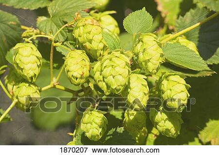 stevenson, washington, united states of america; hops (humulus lupulus) growing at walking man brewing View Large Photo Image Stock Photo - stevenson, washington, united states of america; hops (humulus lupulus) growing at walking man brewing. Fotosearch