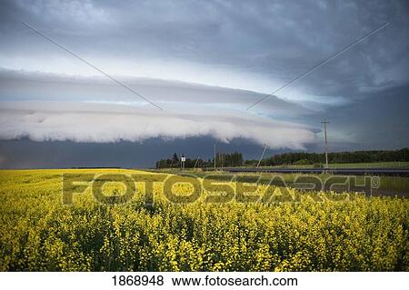 stormy sky over a canola field View Large Photo Image Stock Photo - stormy sky over a canola field. Fotosearch