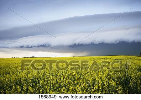 Stock Photo - stormy sky over a canola field. Fotosearch