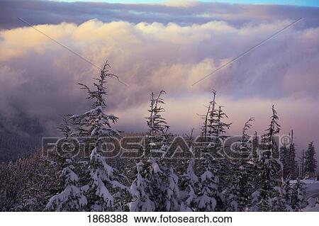 Stock Photo - sunrise, mount hood, oregon, usa. Fotosearch