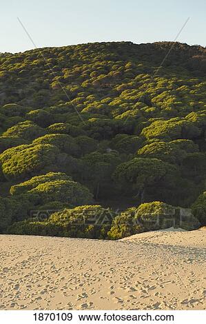 tarifa, cadiz, andalusia, spain; a sand dune and forest View Large Photo Image Stock Photo - tarifa, cadiz, andalusia, spain; a sand dune and forest. Fotosearch