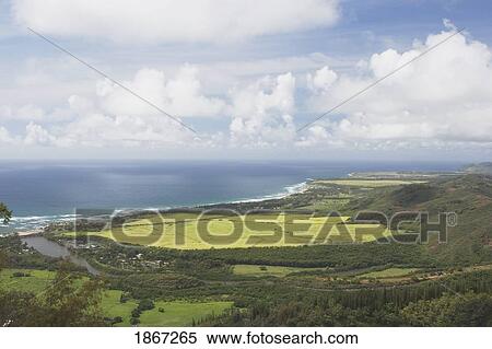 taro field on the east side of kauai, hawaii, usa View Large Photo Image Stock Photography - taro field on the east side of kauai, hawaii, usa. Fotosearch