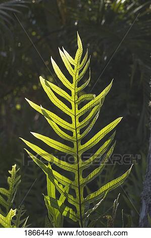 tropical fern, kauai, hawaii View Large Photo Image Stock Photo - tropical fern, kauai, hawaii. Fotosearch
