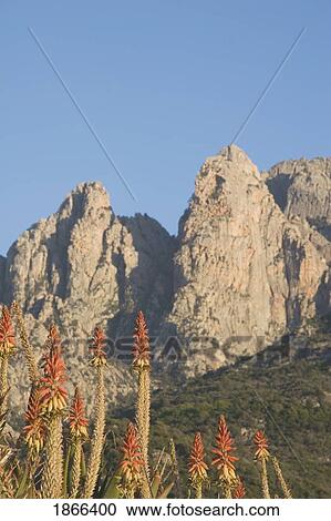 Tropical flowers seen against mountain peaks, Porto, Corsica, France View Large Photo Image Stock Image - Tropical flowers seen against mountain peaks, Porto, Corsica, France. Fotosearch