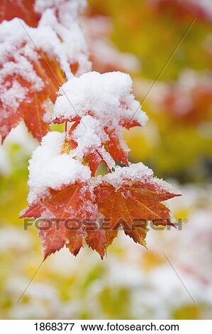 vine maple (acer circinatum), mount hood, oregon, usa View Large Photo Image Stock Photo - vine maple (acer circinatum), mount hood, oregon, usa. Fotosearch