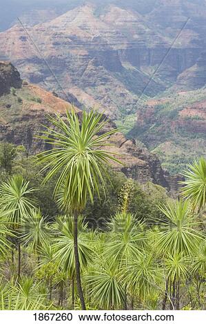 Stock Image - waimea canyon state park, kauai, hawaii, usa. Fotosearch