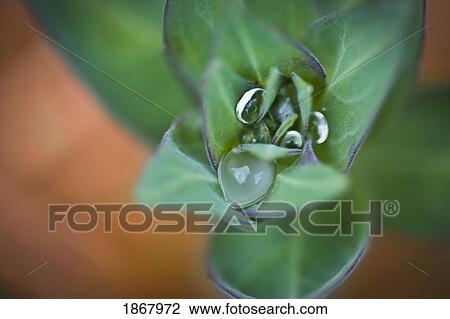water on a plant View Large Photo Image Stock Image - water on a plant. Fotosearch