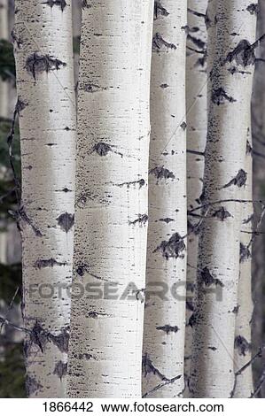 White birch tree trunks View Large Photo Image Stock Image - White birch tree trunks. Fotosearch