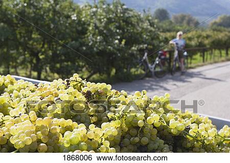 white grapes and female cyclist in the distance, joching, austria View Large Photo Image Stock Photograph - white grapes and female cyclist in the distance, joching, austria. Fotosearch
