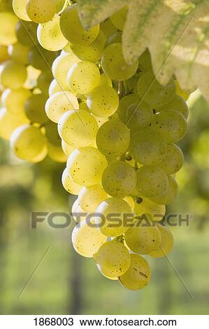 white grapes View Large Photo Image Stock Image - white grapes. Fotosearch