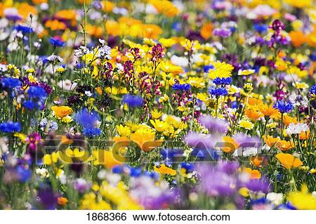 wildflowers, mount hood, oregon, usa View Large Photo Image Stock Photograph - wildflowers, mount hood, oregon, usa. Fotosearch
