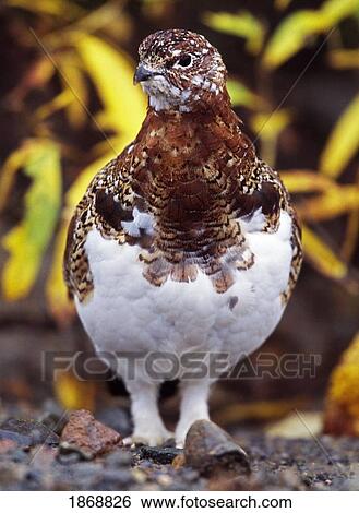 willow ptarmigan (lagopus lagopus) in plumage transition from brown summer color to white winter color View Large Photo Image Stock Photograph - willow ptarmigan (lagopus lagopus) in plumage transition from brown summer color to white winter color. Fotosearch